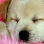 San Valentino: regala un cucciolo alla tua dolce metà San Valentino: regala un cucciolo alla tua dolce metà