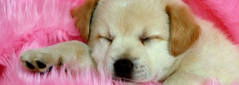 San Valentino: regala un cucciolo alla tua dolce metà