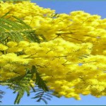 Per la Festa della donna regala una mimosa Per la Festa della donna regala una mimosa