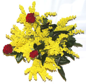 Regalare la mimosa per la festa della donna